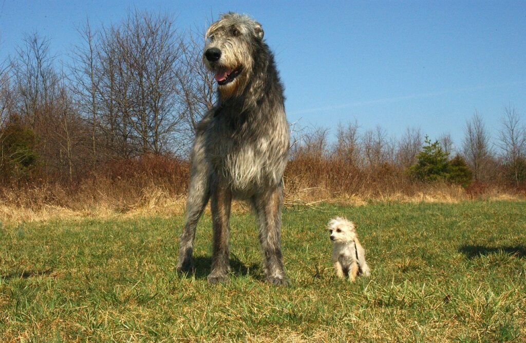 irish wolfhound, chihuahua poodle mix, dogs